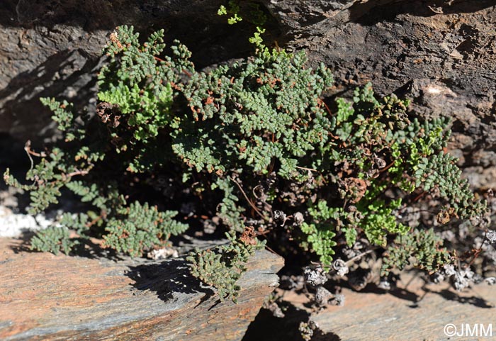 Cheilanthes hispanica = Allosorus hispanicus