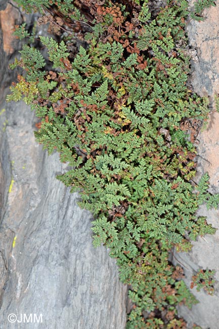 Cheilanthes hispanica = Allosorus hispanicus