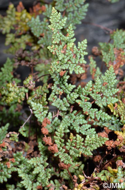 Cheilanthes hispanica = Allosorus hispanicus