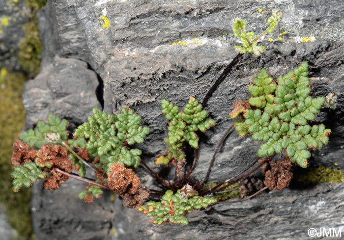 Cheilanthes hispanica = Allosorus hispanicus