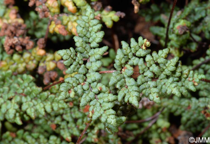 Cheilanthes hispanica = Allosorus hispanicus