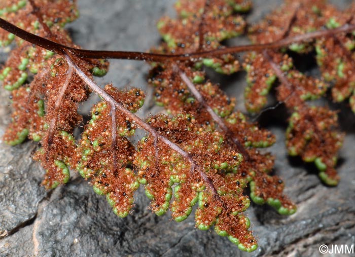 Cheilanthes hispanica = Allosorus hispanicus