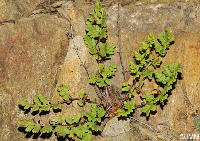 Cheilanthes maderensis = Allosorus pteridioides