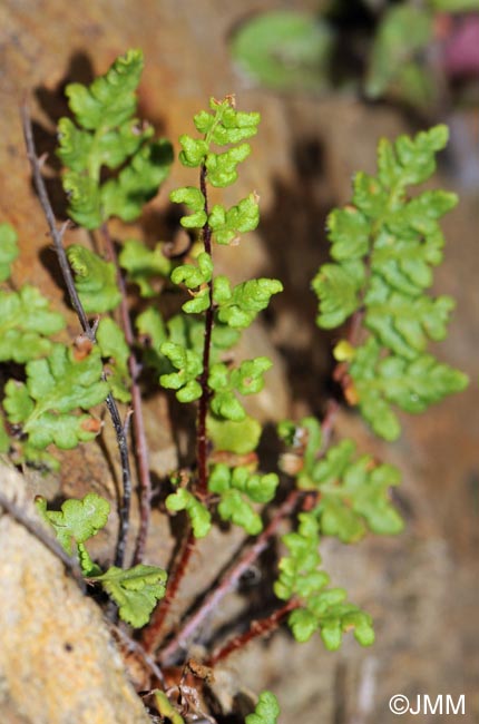 Cheilanthes maderensis = Allosorus pteridioides