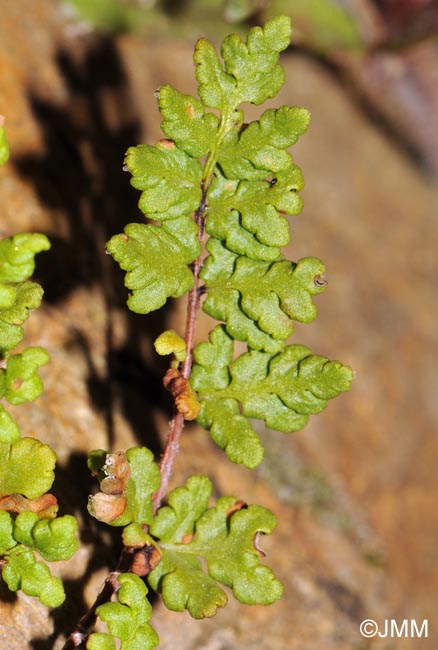 Cheilanthes maderensis = Allosorus pteridioides
