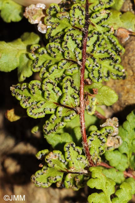 Cheilanthes maderensis = Allosorus pteridioides