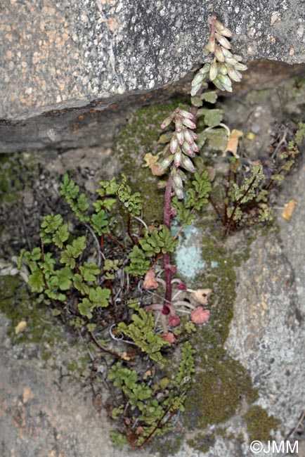 Umbilicus rupestris & Cheilanthes maderensis