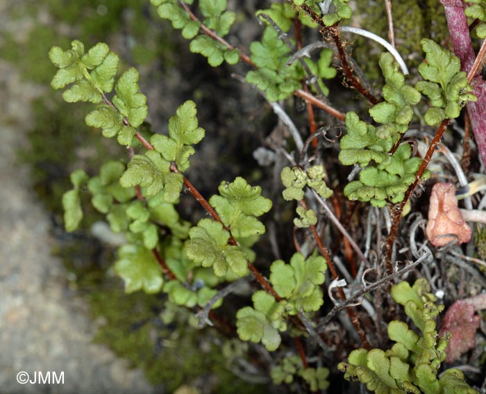 Cheilanthes maderensis = Allosorus pteridioides