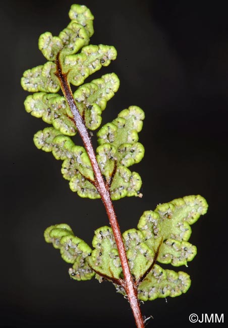 Cheilanthes maderensis = Allosorus pteridioides