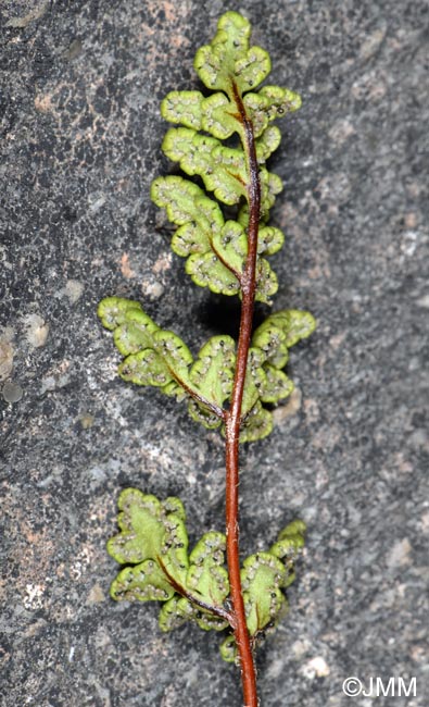 Cheilanthes maderensis = Allosorus pteridioides