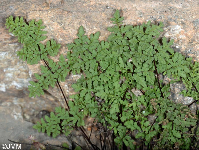 Cheilanthes tinaei = Allosorus tinaei