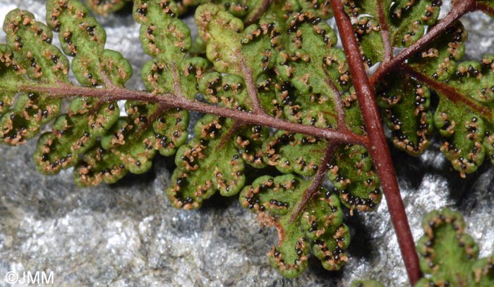 Cheilanthes tinaei = Allosorus tinaei