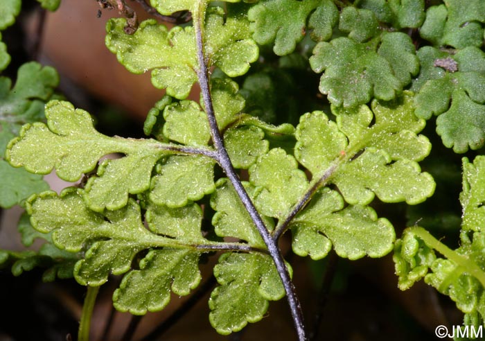 Cheilanthes tinaei = Allosorus tinaei