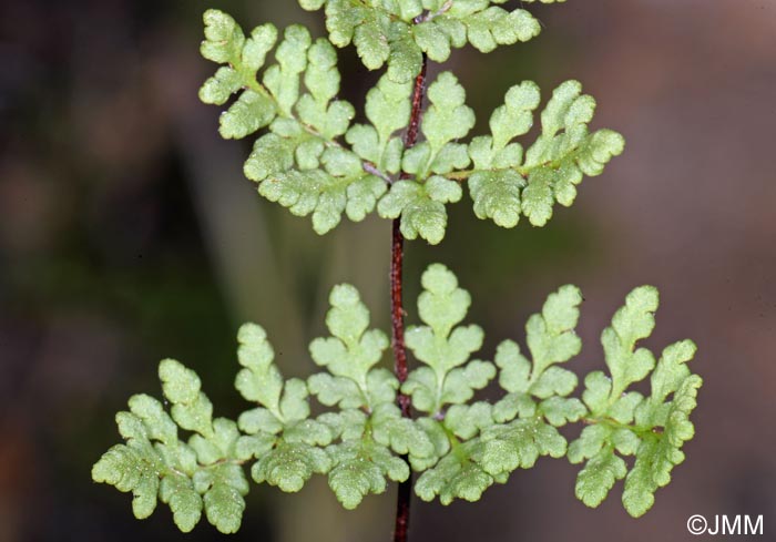 Cheilanthes tinaei = Allosorus tinaei