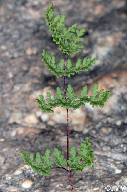 Cheilanthes tinaei = Allosorus tinaei