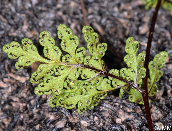 Cheilanthes tinaei = Allosorus tinaei