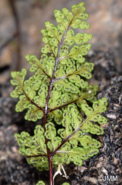 Cheilanthes tinaei = Allosorus tinaei