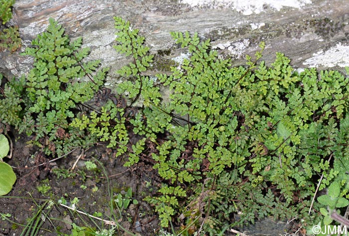 Cheilanthes tinaei = Allosorus tinaei