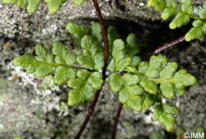 Cheilanthes tinaei = Allosorus tinaei