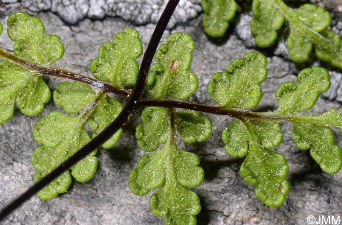 Cheilanthes tinaei = Allosorus tinaei