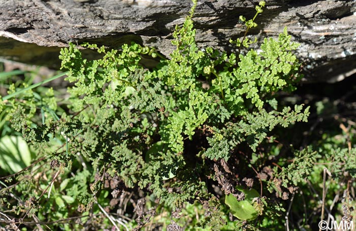 Cheilanthes tinaei = Allosorus tinaei