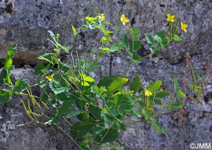 Chelidonium majus