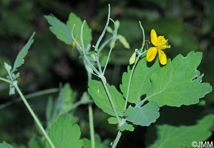 Chelidonium majus