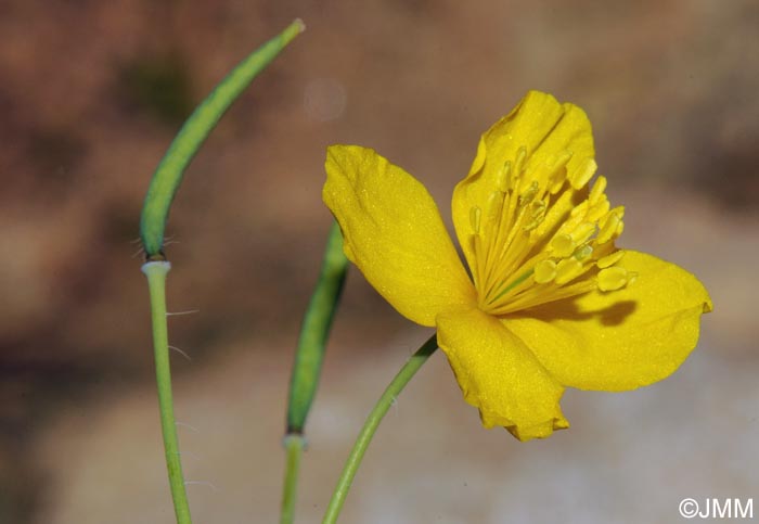 Chelidonium majus