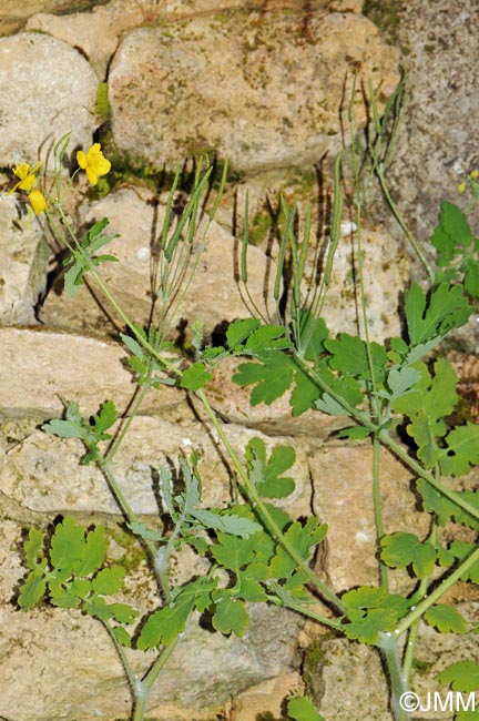 Chelidonium majus