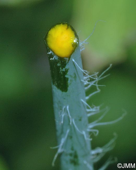 Chelidonium majus