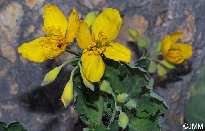 Chelidonium majus