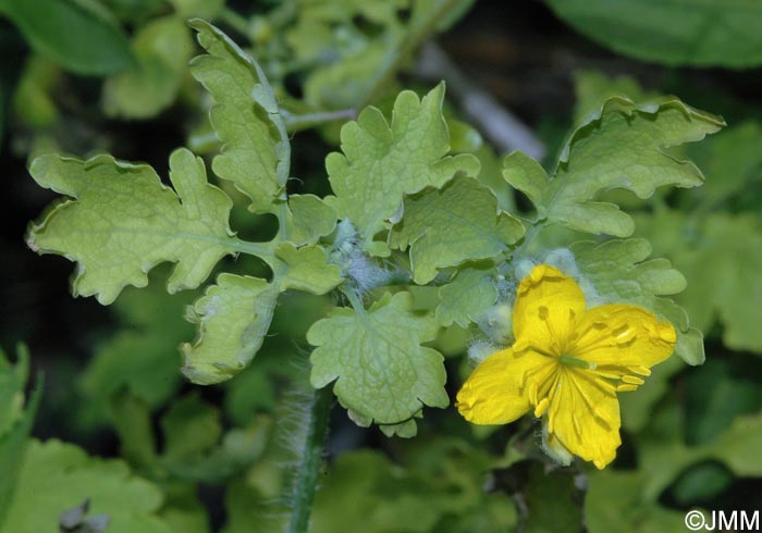 Chelidonium majus