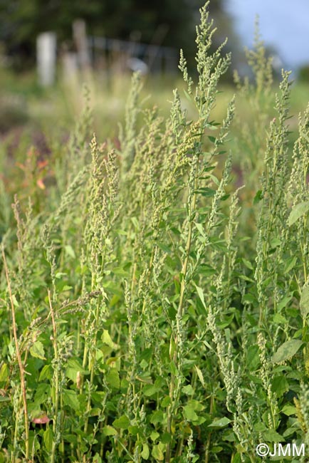 Chenopodium album