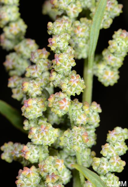 Chenopodium album