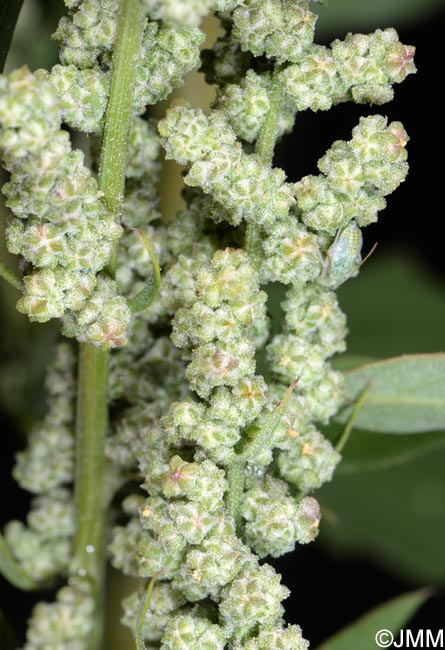 Chenopodium album