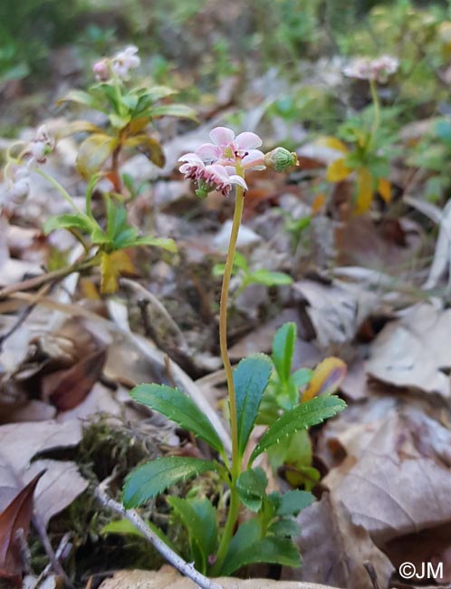 Chimaphila umbellata