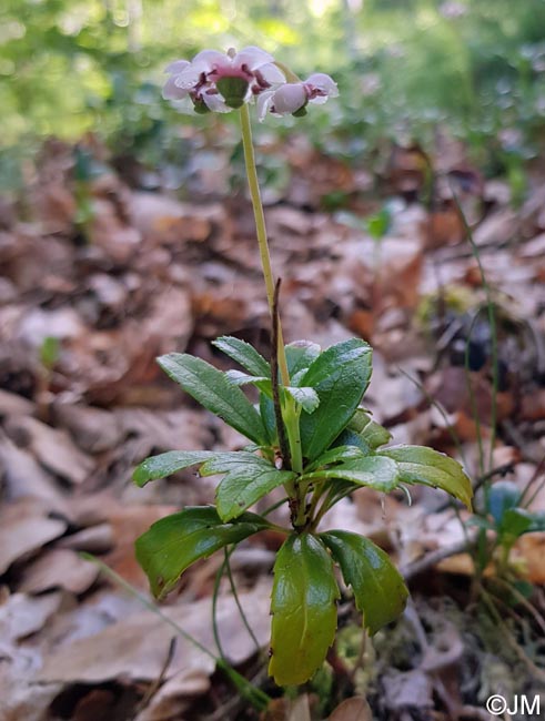 Chimaphila umbellata