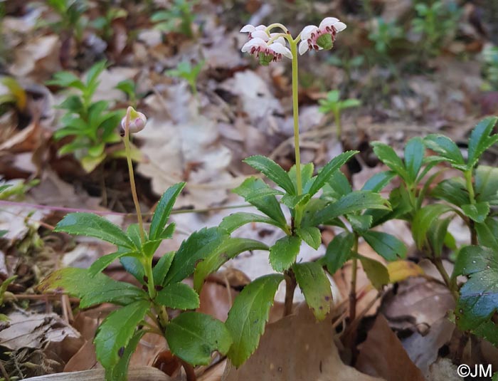 Chimaphila umbellata