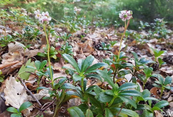 Chimaphila umbellata