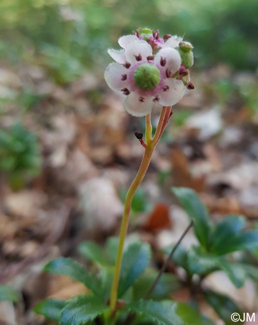 Chimaphila umbellata