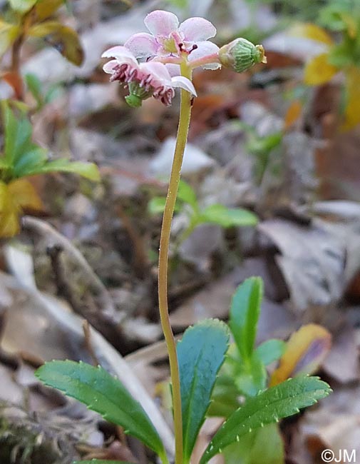 Chimaphila umbellata