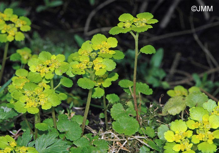 Chrysosplenium alternifolium