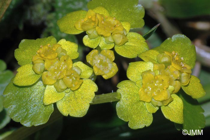 Chrysosplenium alternifolium