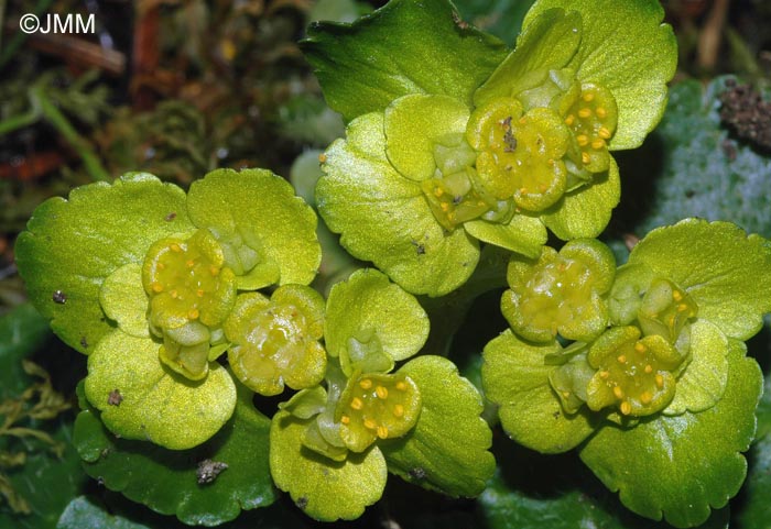 Chrysosplenium alternifolium