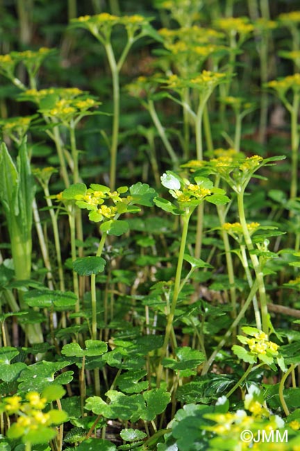 Chrysosplenium alternifolium