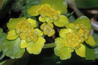 Chrysosplenium alternifolium