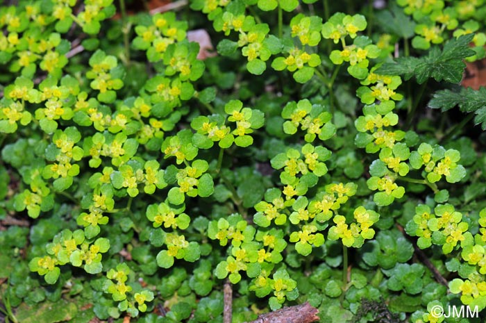 Chrysosplenium oppositifolium