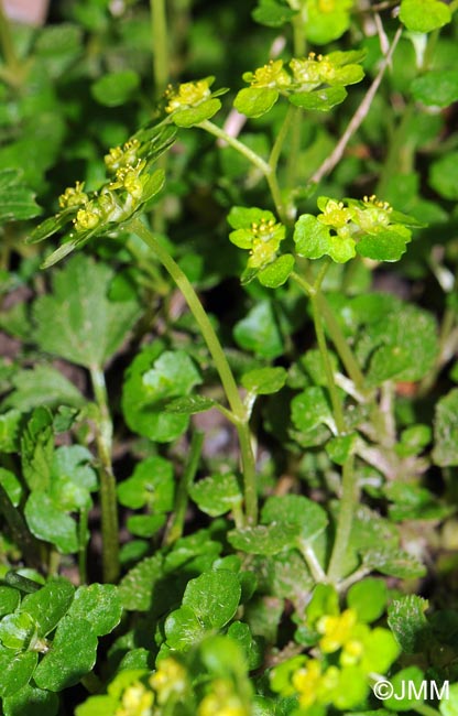 Chrysosplenium oppositifolium