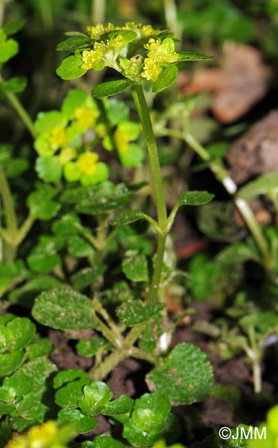 Chrysosplenium oppositifolium