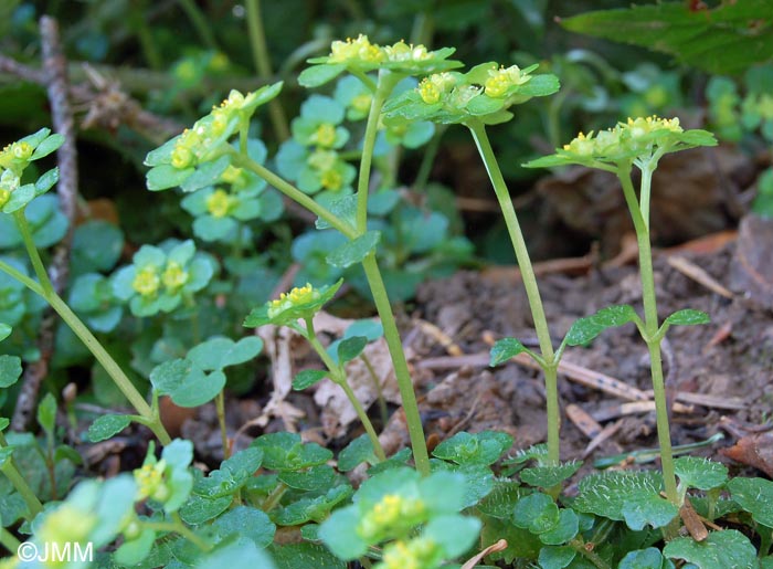 Chrysosplenium oppositifolium